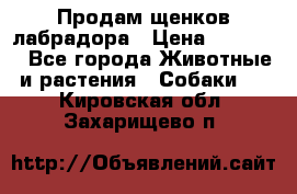 Продам щенков лабрадора › Цена ­ 20 000 - Все города Животные и растения » Собаки   . Кировская обл.,Захарищево п.